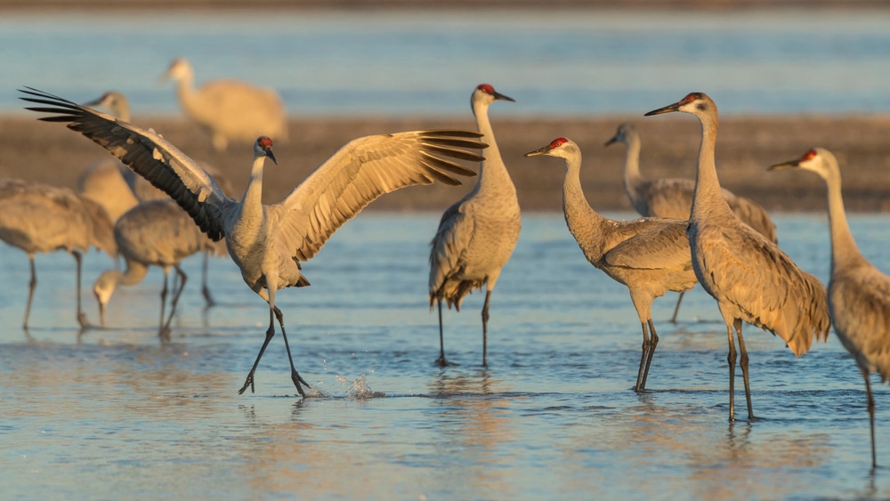 Sandhill Cranes in Nebraska as they migrate north - it's one of the best spots for bird watching in the Midwest