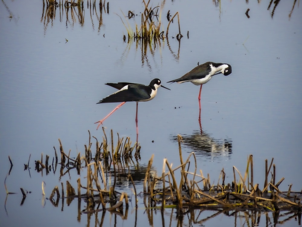 Black Necked Stilts at Horicon Marsh in Wisconsin