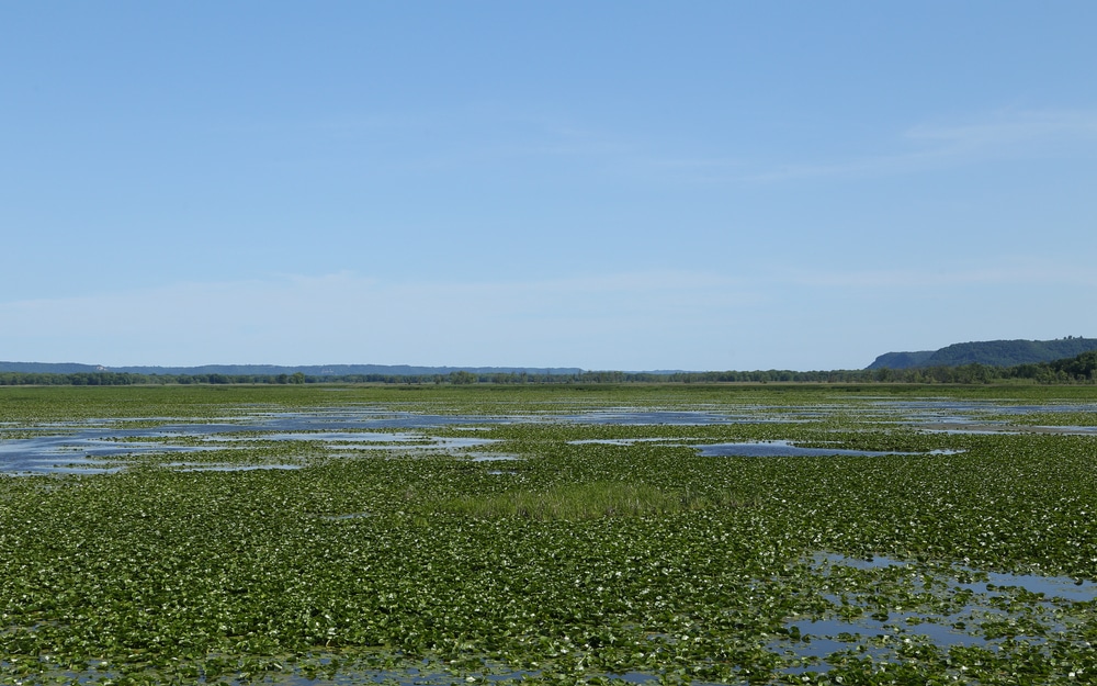 Trempealeau National Wildlife Refuge is one of the best Birdwatching Spots in the Midwest