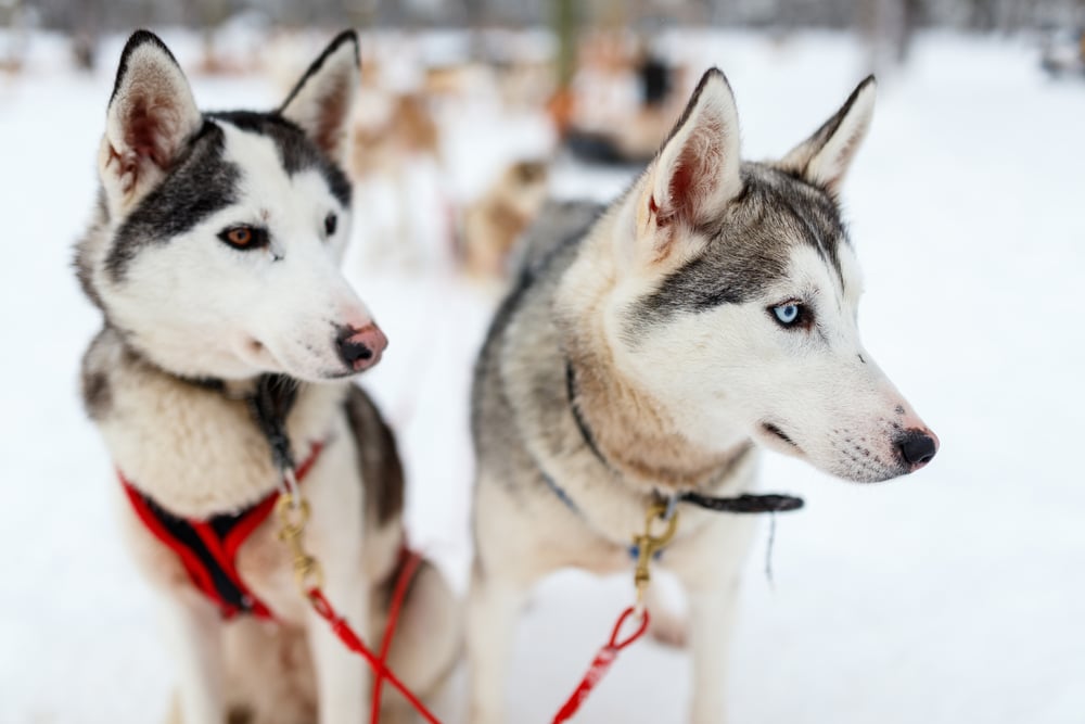 Dog Sledding in Vermont, photo of Huskies on a sled