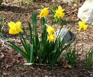 Daffodils at West Hill House B&B