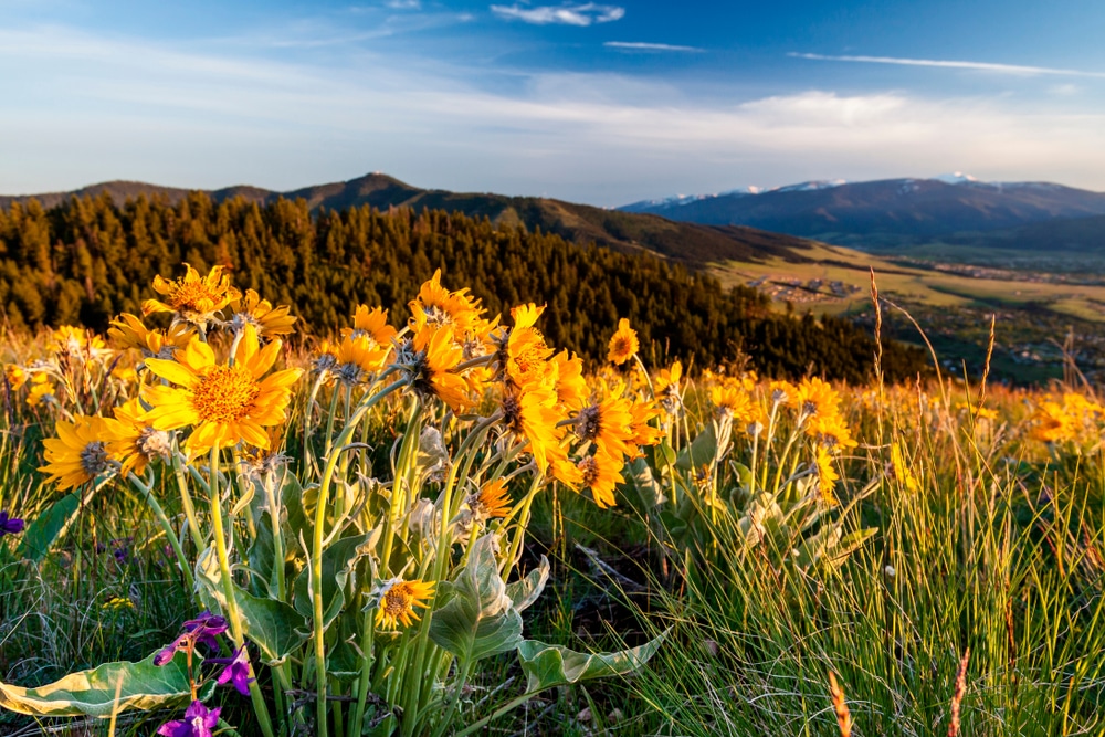 Balsam flowers and other great wildflowers on Missoula hikes this summer
