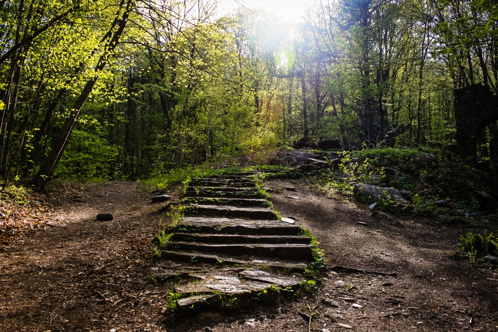 The sun peeks through the trees on a hike through the Madame Sherri Forest, one of the best things to do near our inn.