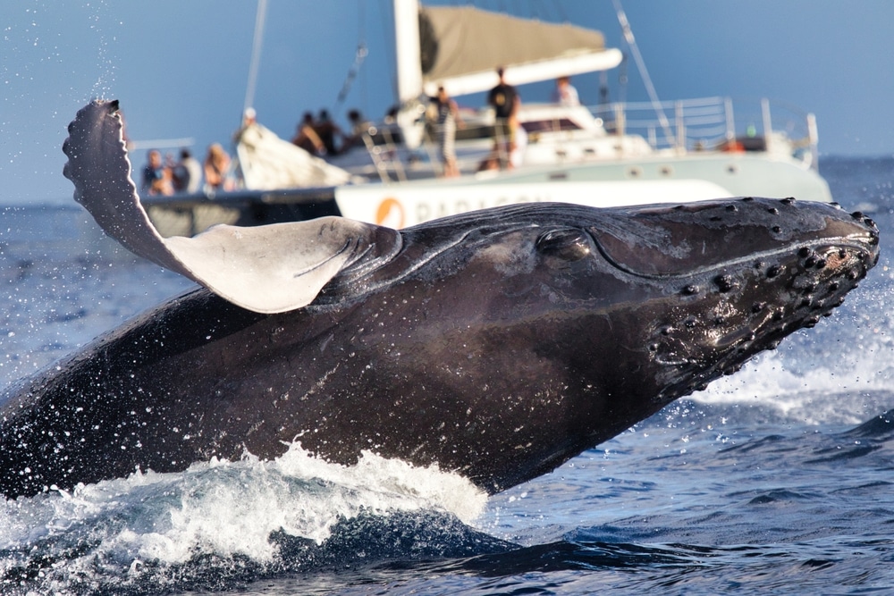 Whale Watching Tours on the Oregon Coast near Bandon