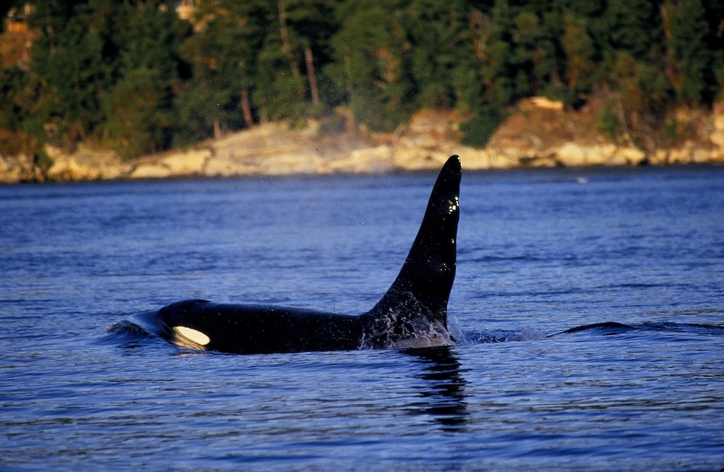 We're coming up on the best time for whale watching in the San Juan Islands. Here's everything you need to know before you go.