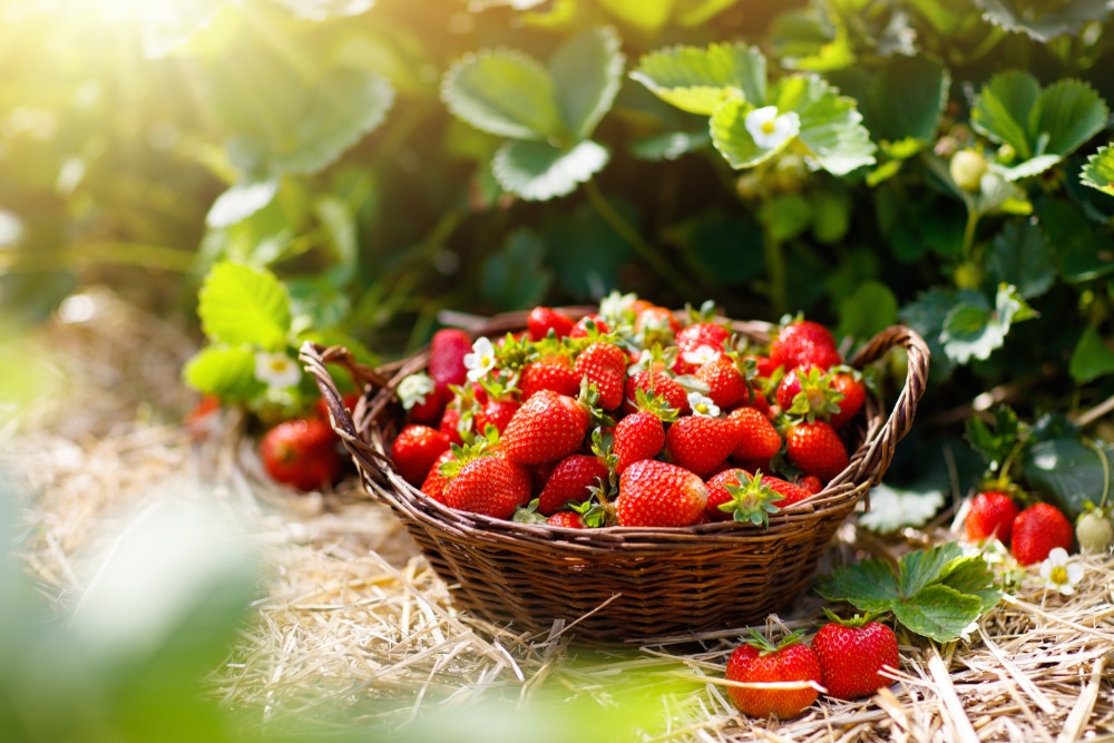 Fresh strawberries, like those you experience at the Cedarburg Strawberry Festival