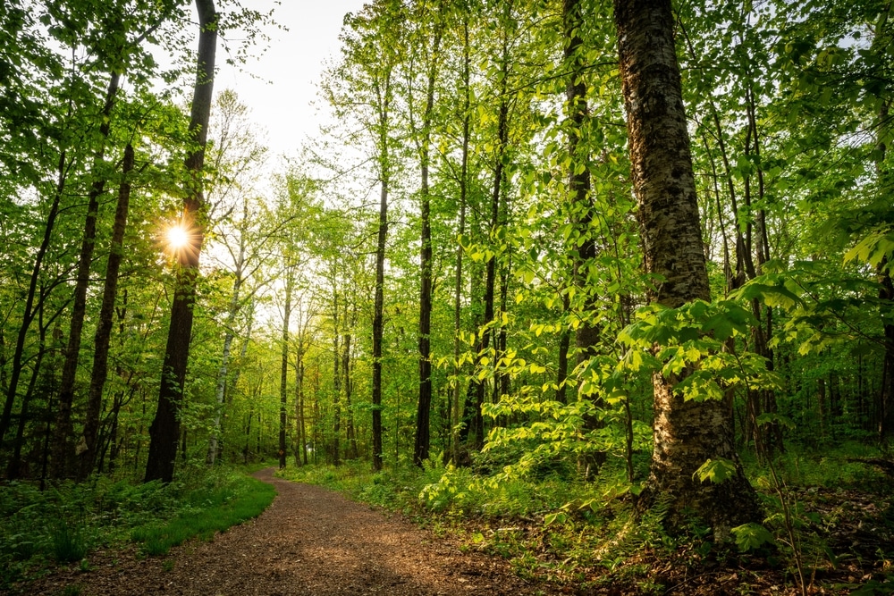 A hike on the Retreat Trails is one of the best things to do in Brattleboro.