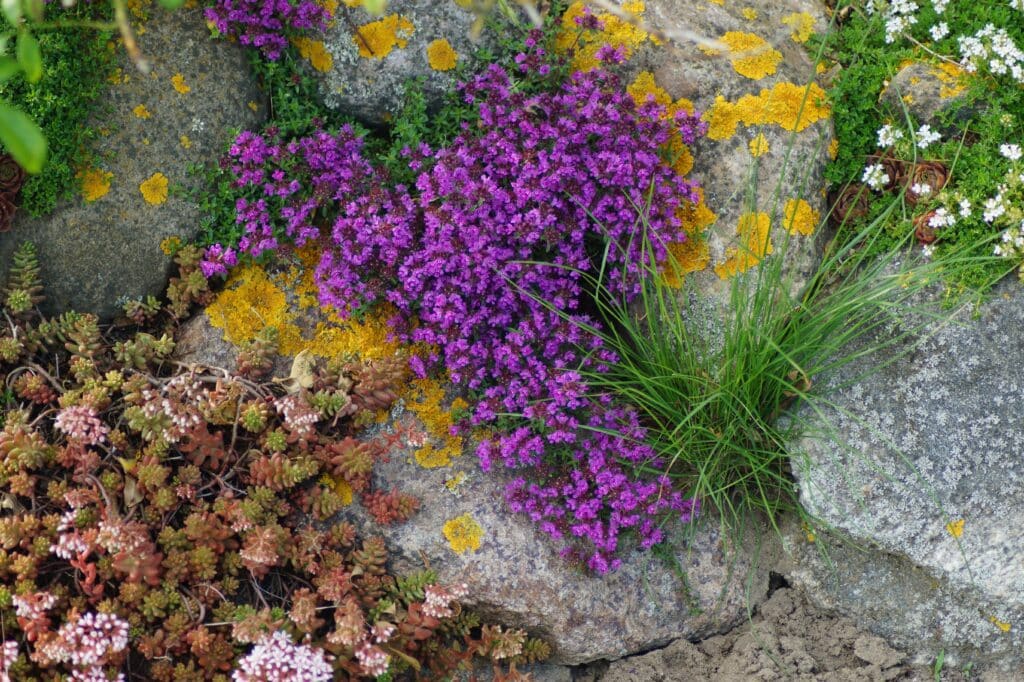 Purple flowers, thyme, sedums in a rock garden. Visit Heronswood Garden.