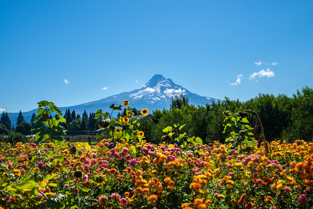 flower farm with view of Mt. Food along the Oregon Fruit Loop in Hood River