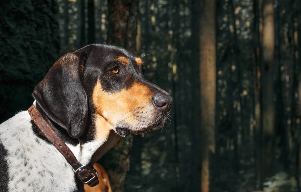 Coon dog in the forest - celebrate these dogs with coon dog day in Saluda, NC