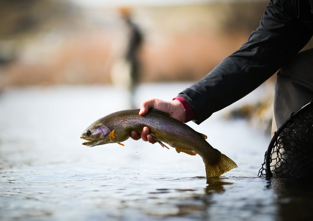 Holding a rainbow trout during Trout Season in Georgia - find the best North Georgia Fly fishing
