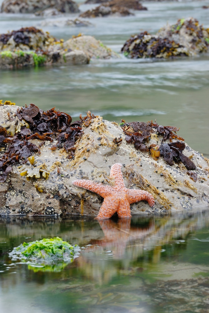 Find the Best Tidepools Oregon Coast near Bandon