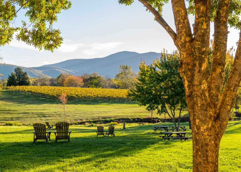 Vineyard along scenic roads on the North Rockbridge Trail