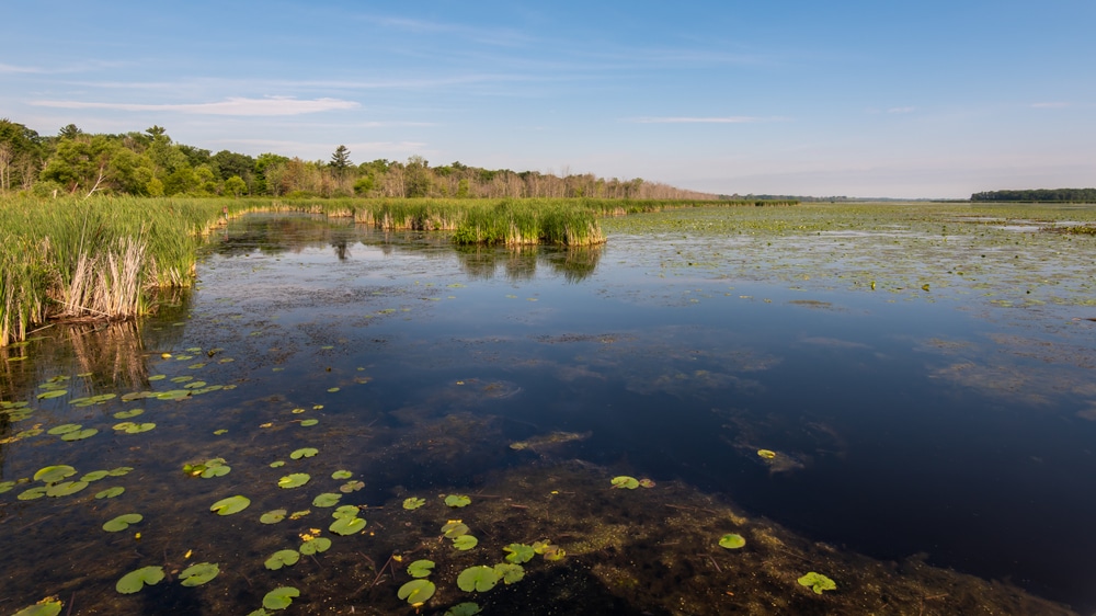 Lily pads and cattails in Tobico Marsh Nature Area, in Bay City State Park, near Bay City, Michigan .