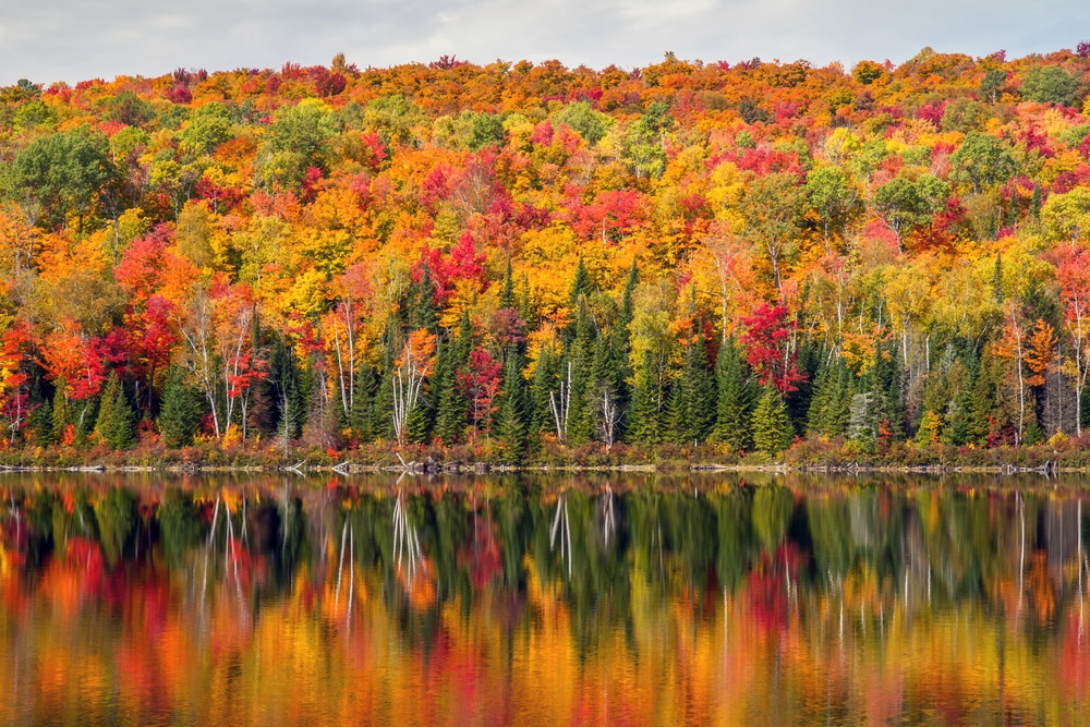 Celebrate Maryland Fall Foliage at the Festival