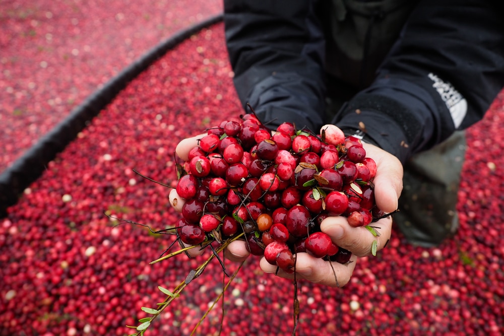 Handful of Cranberries harvested during the Bandon Cranberry Festival