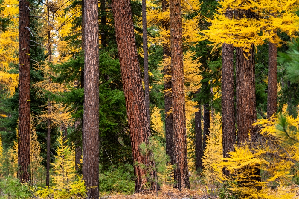 Larch trees, which you can see on a Multnomah falls hike in the Columbia River Gorge this fall