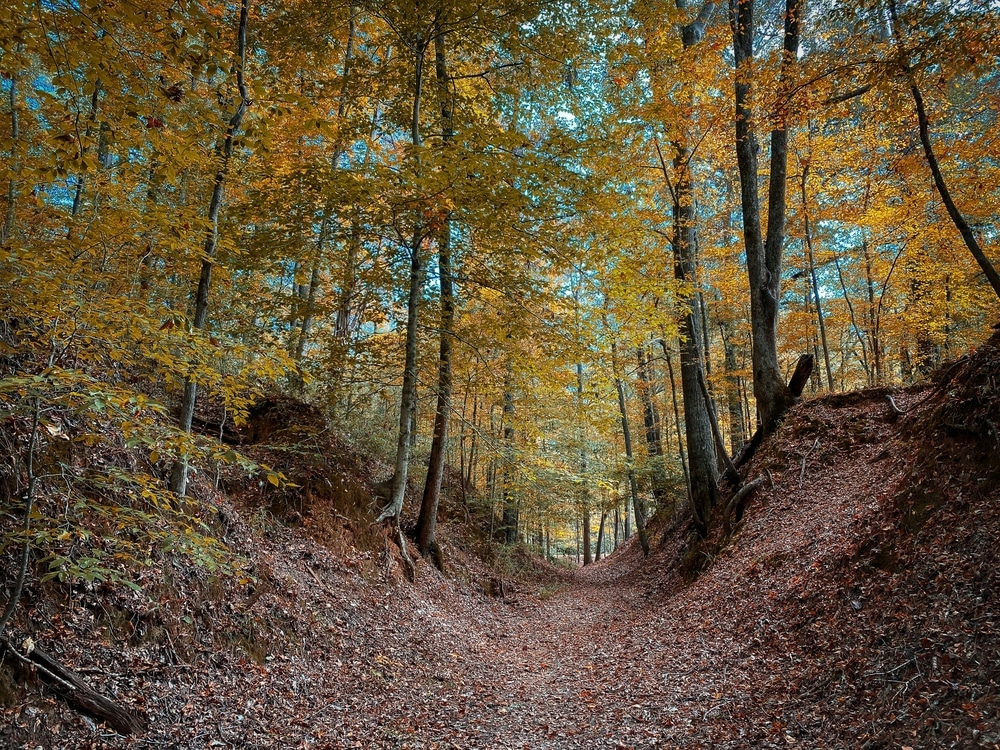 The Sunken Trace on the Natchez Trace Parkway with golden fall foliage near our B&B in Vicksburg.