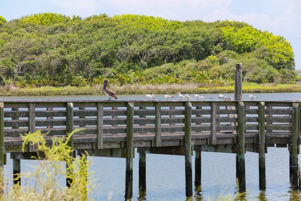 A brown pelican and royal terns perched on a wooden pier at the Guana Reserve.