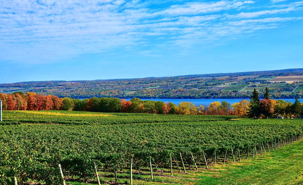 Landscape with grape vineyard, hills and Seneca Lake, in the heart of Finger Lakes Wine Country, New York. Visit the Seneca Lake Wine Trail.