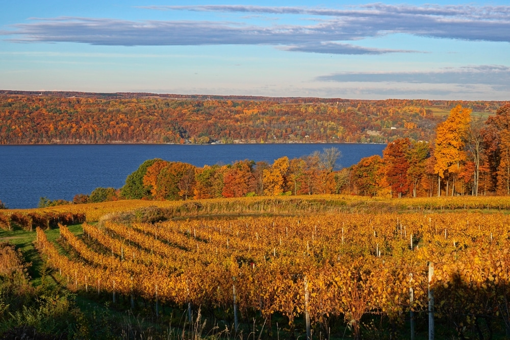 Autumn view of wineries on Seneca Lake NY
