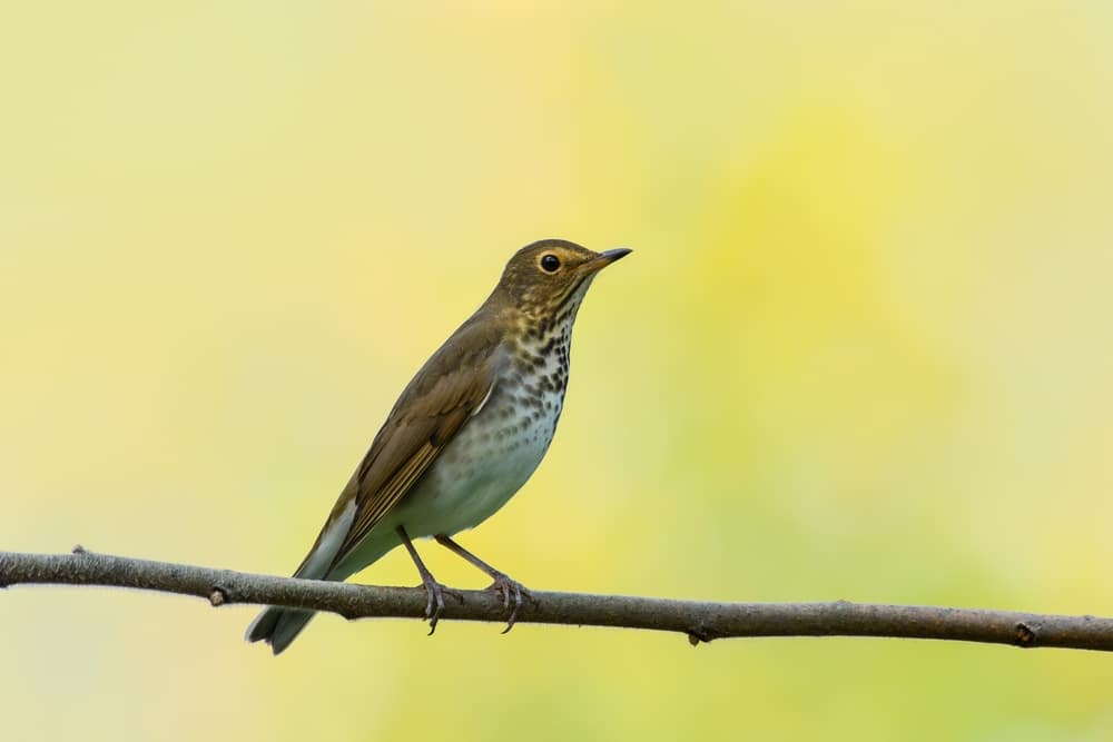 A Swainson's Thrush perched on a branch, one of the migratory birds, you can see at Montezuma National WIldlife Refuge.