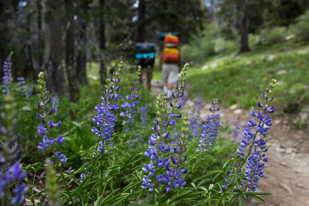 Blue Lupine Wildflowers along the Pacific Crest Trail with hikers in the background.