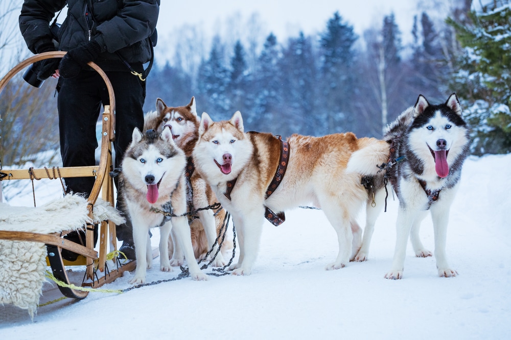 After you enjoy Missoula skiing, go dog sledding on a wintery day. These dogs are ready to go.