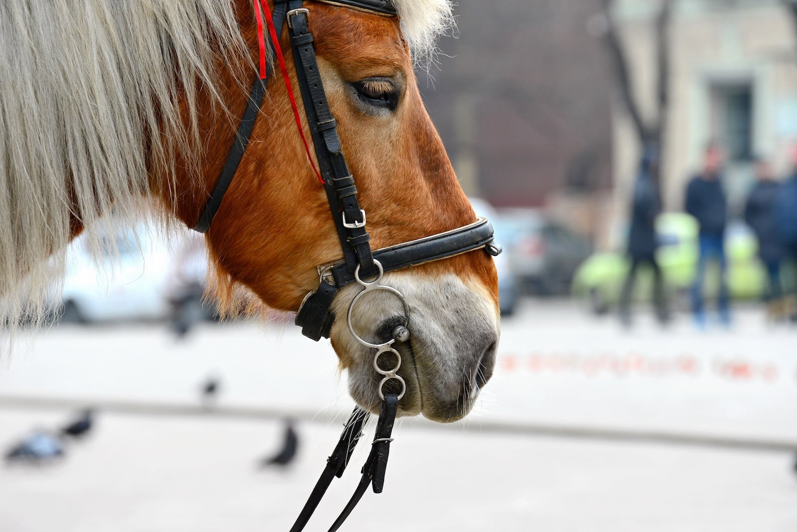 One of the horses leading Frankenmuth Carriage Rides in winter.