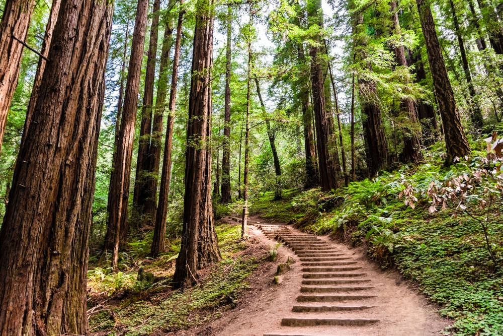 Hotels Near Redwood National Park