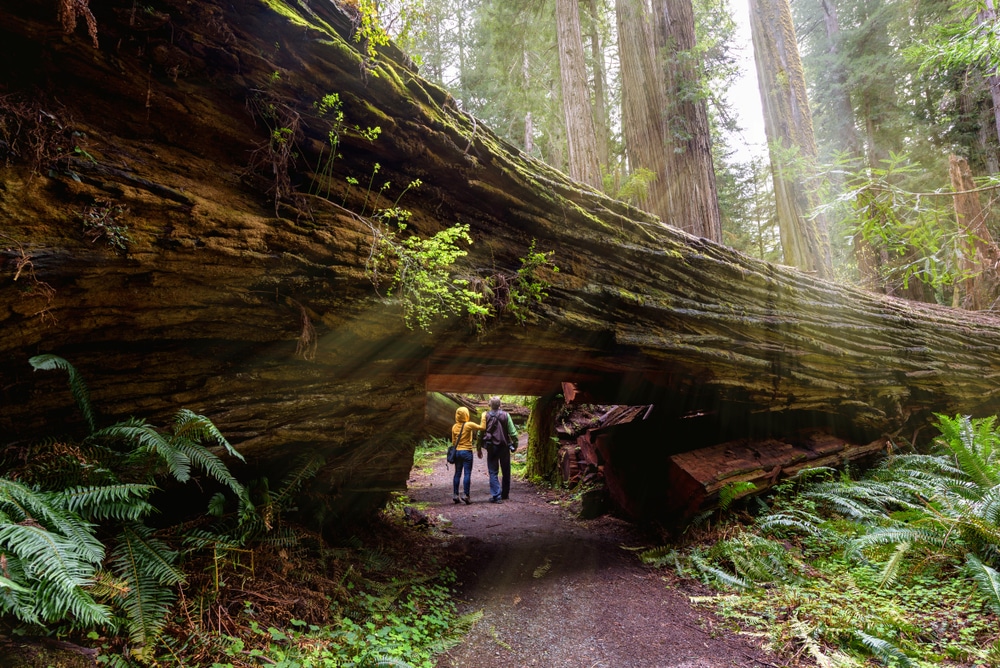 Hikers walk under fallen redwood at Redwoods National Park. As a four season destination, the best time to visit Redwood National Park is when dependent on your interests!