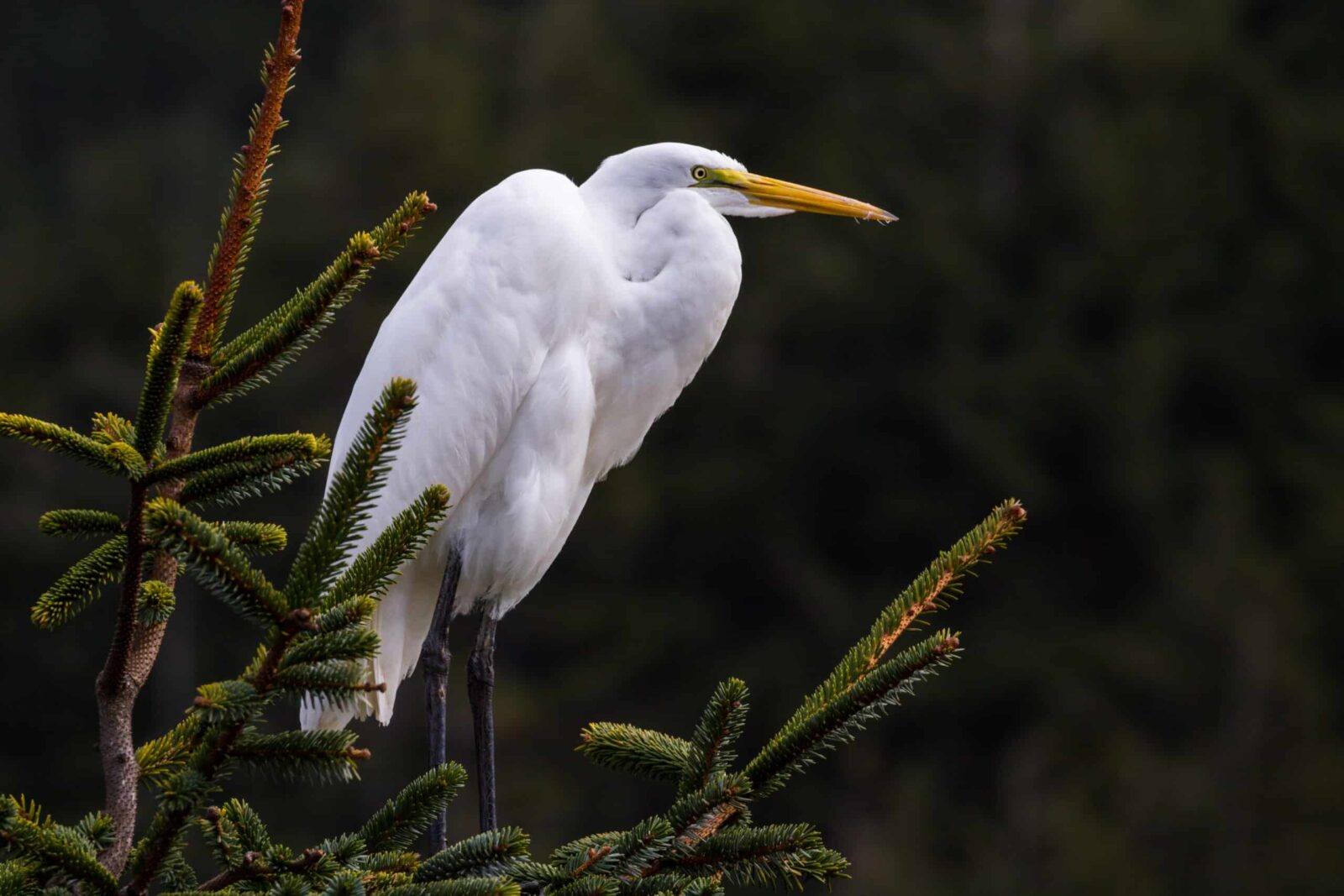 Egret at Bandon Marsh