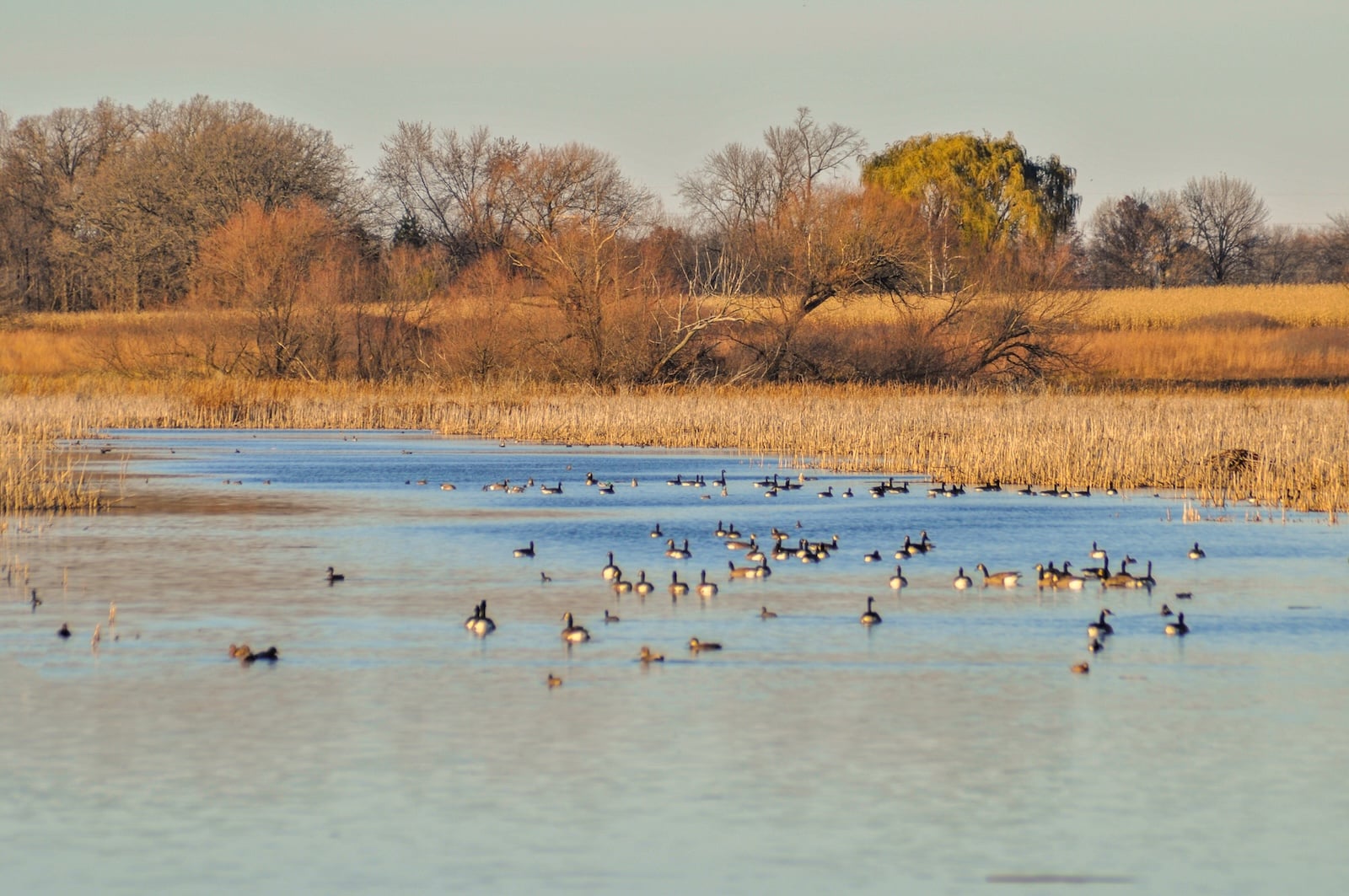 Winter birdwatching at Horicon Marsh in Wisconsin