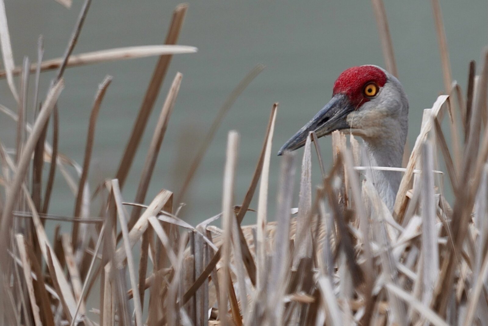 Sandhill Crane hiding in the tall grass during the spring sandhill crane migration.