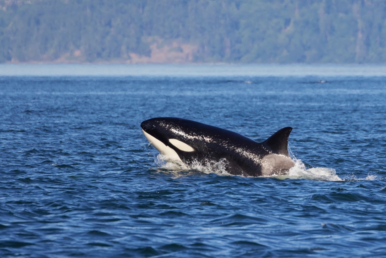 The best time to see orcas in the San Juan Islands is coming up this spring! 