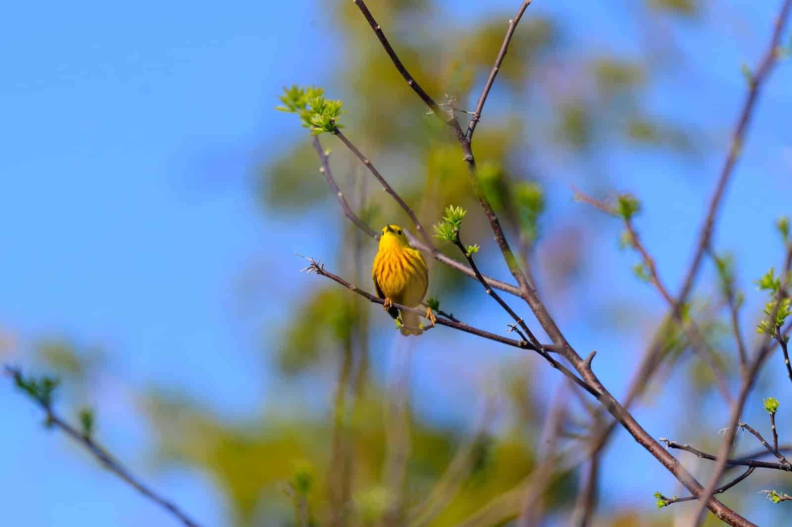 yellow warbler at Spring birdwatching hotspots in Wisconsin like Horicon Marsh