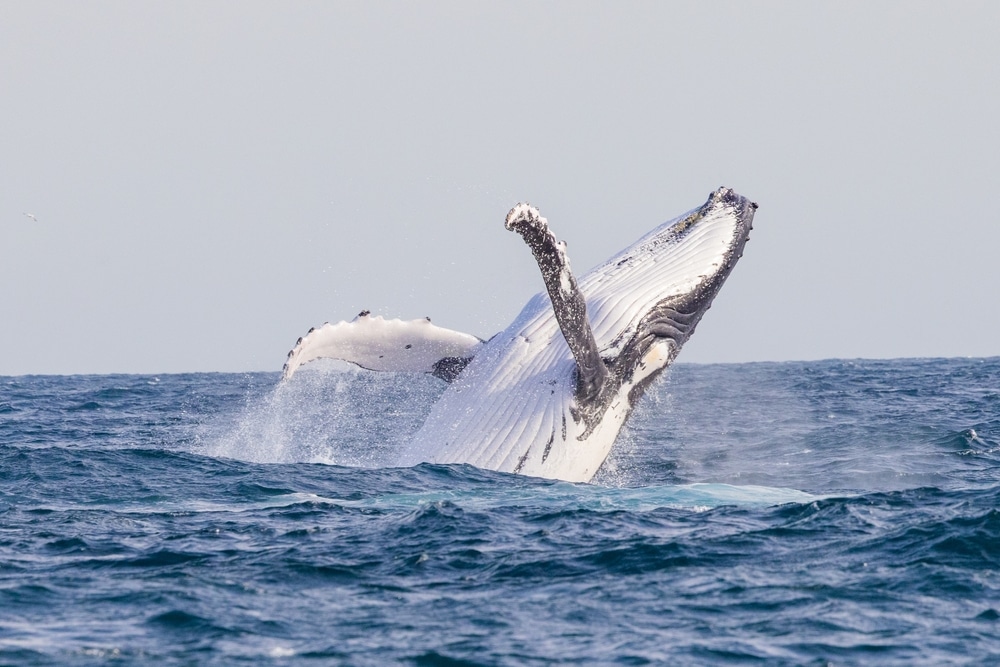 See Humpback Whales on a Maya's Legacy Whale Watching tour.