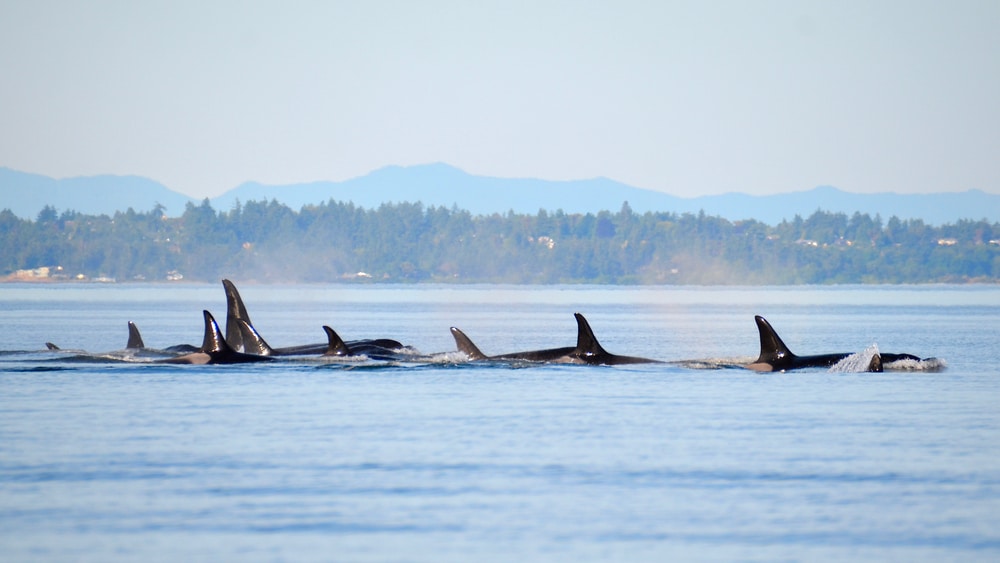 pod of orcas skimming the water on Whale-Watching Tours in the San Juan Islands