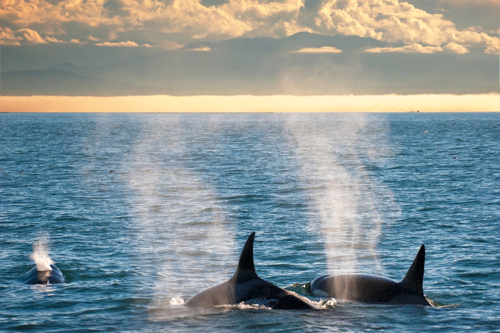The best time to visit San Juan Island is when you can watch Orcas travel in their pods in the Salish Sea.