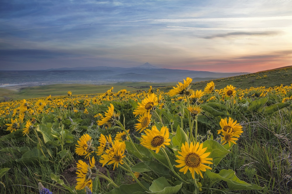 Beautiful Arrowleaf Balsamroot, one of the most popular Washington wildflowers seen on the Dog Mountain Trail