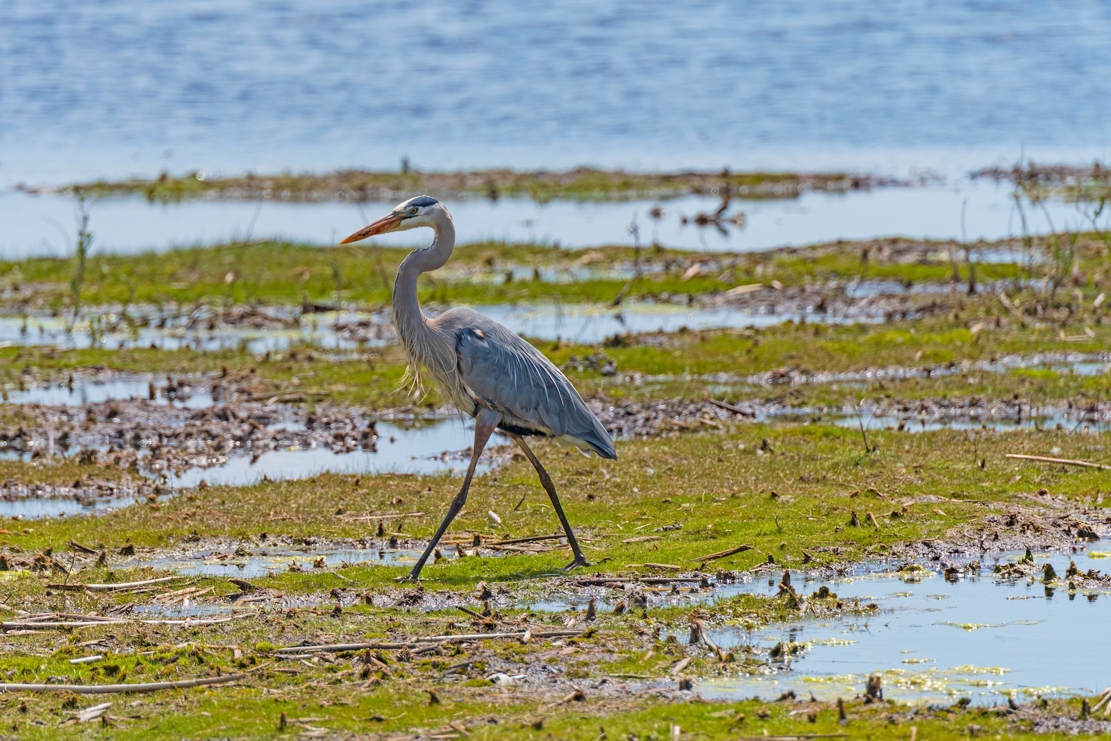 A Great Blue Heron walks through the Horicon Marsh. Visit this spring for the Horicon Marsh Bird Festival! 