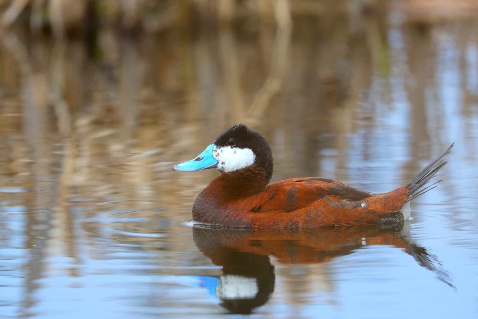 The ruddy duck swimming in Tobico Marsh.
