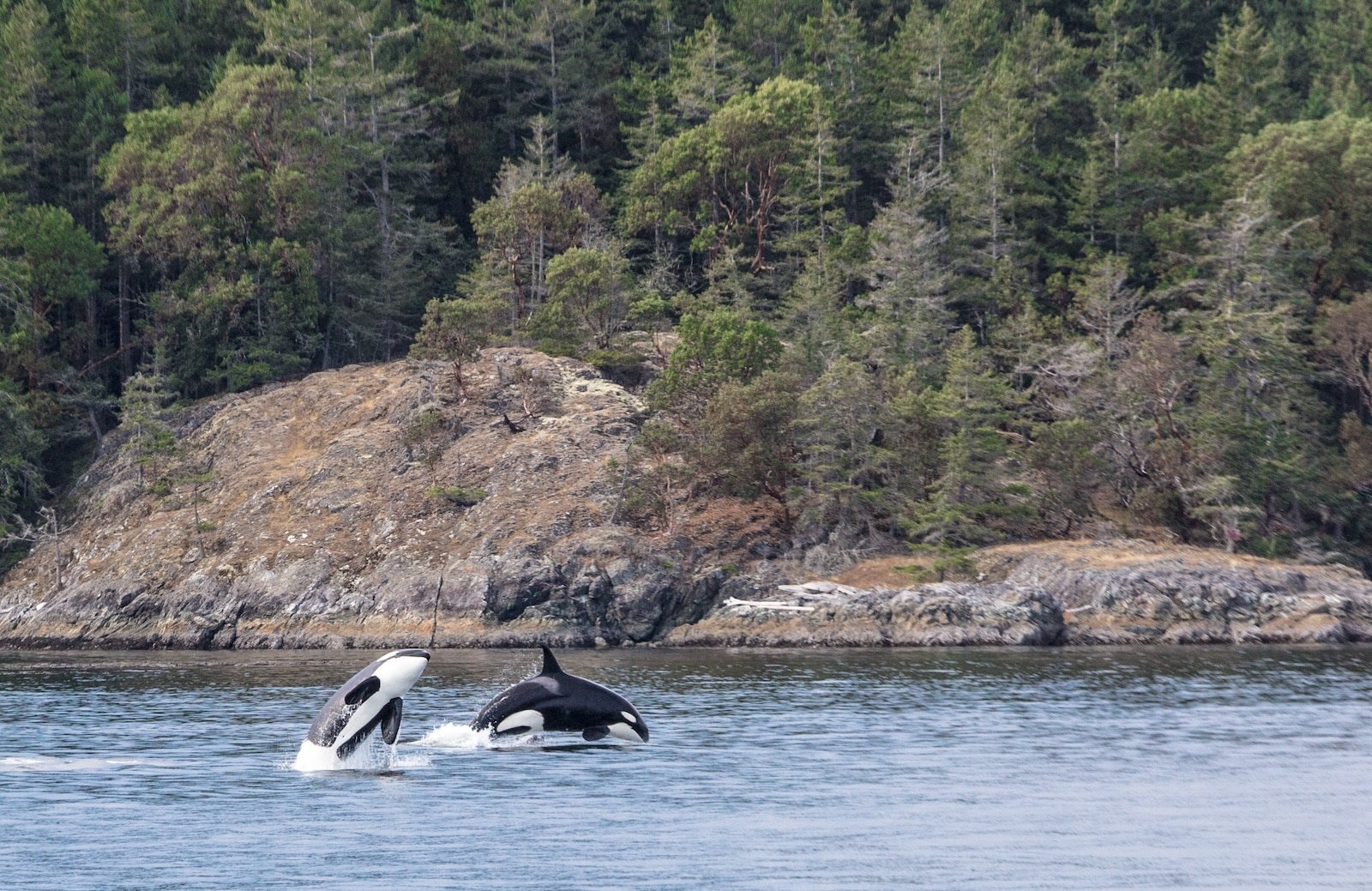 One of the most fun things to do in San Juan Islands is to go whale watching. See Orcas like these breaching. 