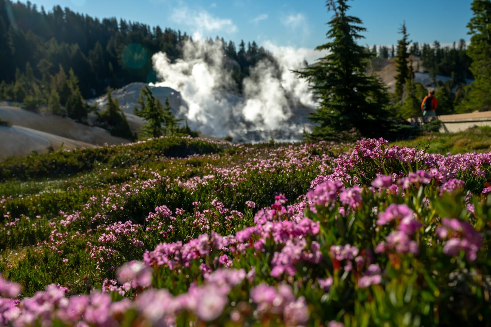 Blanket of bright pink flowers on the trail leading to the Bumpass Hell area, one of the best things to do in lassen national park