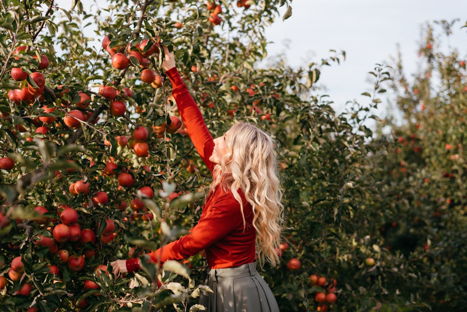 Cute farmer woman in apples garden. Agriculture and gardening concept. Harvest, near Finger Lakes Cider House