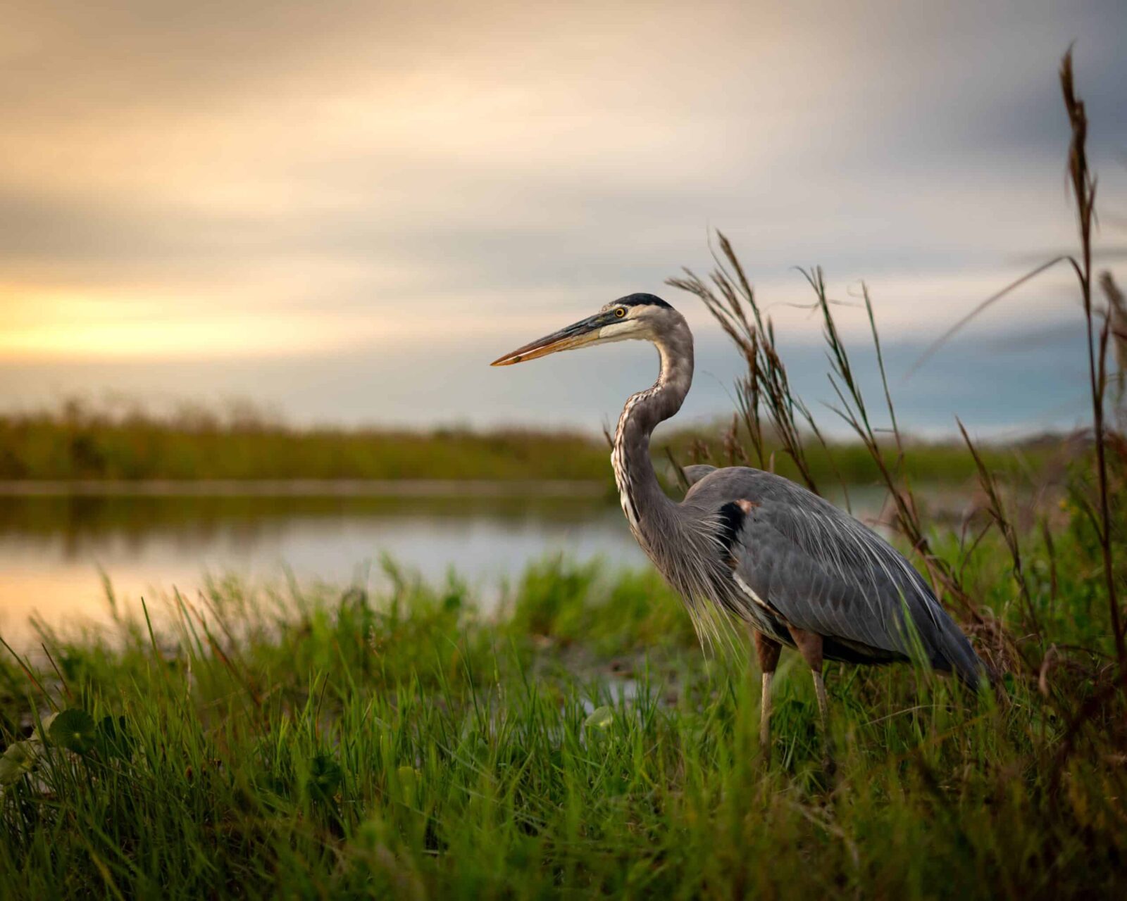 Great Blue Heron standing near water on Great Florida Birding Trail.