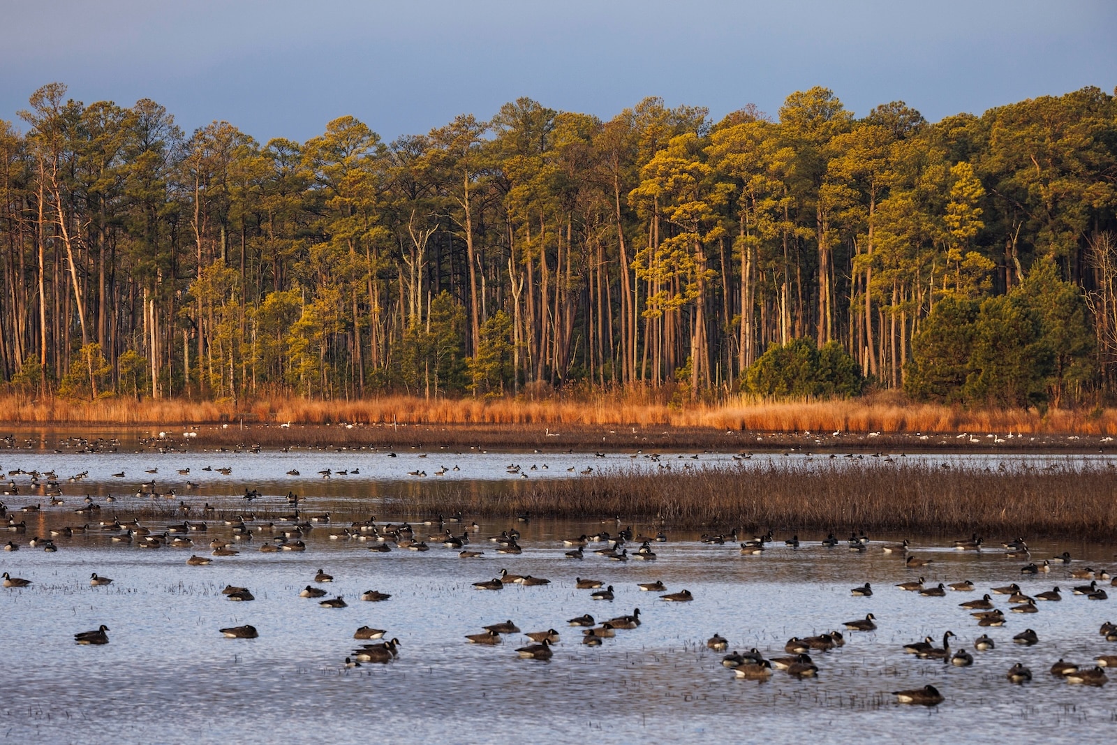 The Eastern Shore is known for its migratory birds and birdwatching is just one way to spend the seasons here. 