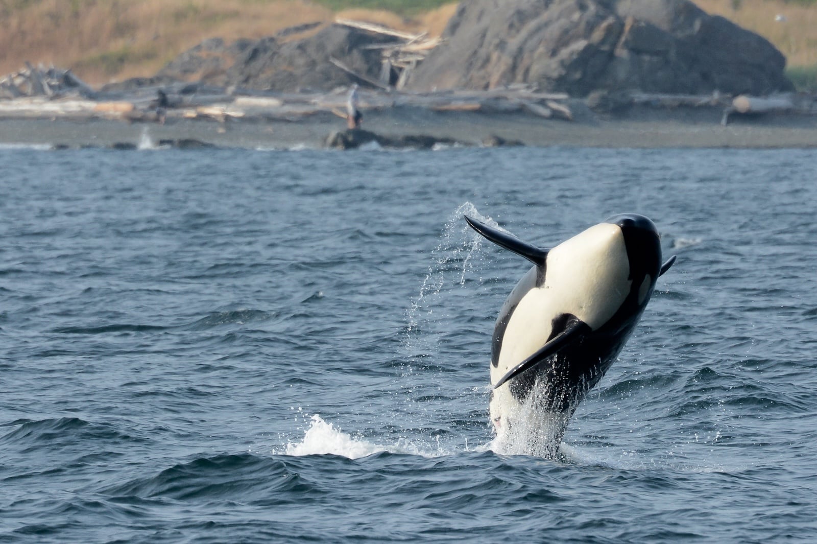 An Orca breaching near San Juan Island. 