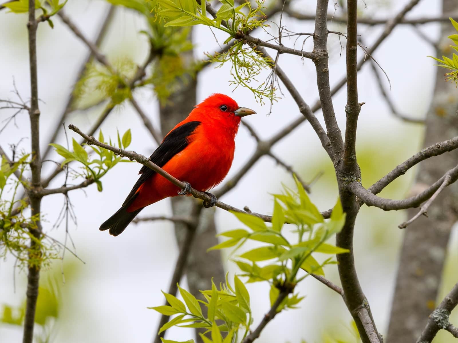 While exploring the best birding spots in Wisconsin you may get to see a Scarlet Tanager like this one. 