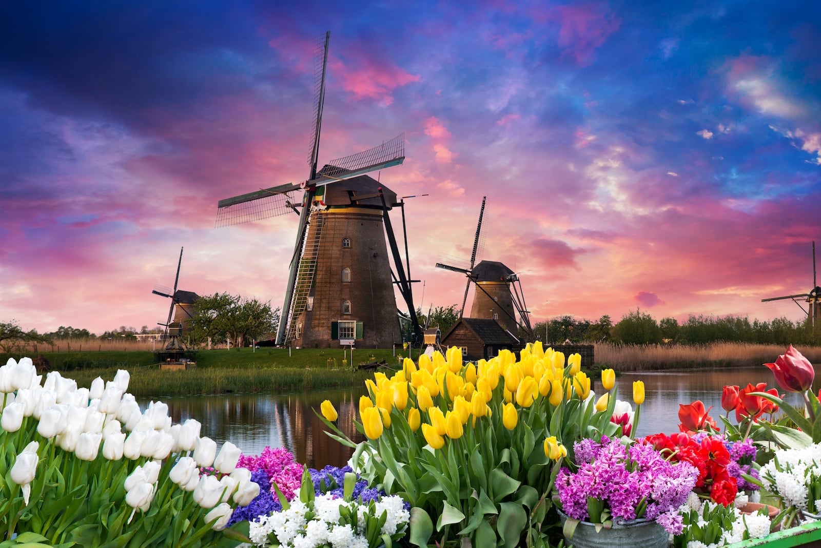 Tulips with an authentic windmill in the background, at the Holland Michigan Tulip Festival